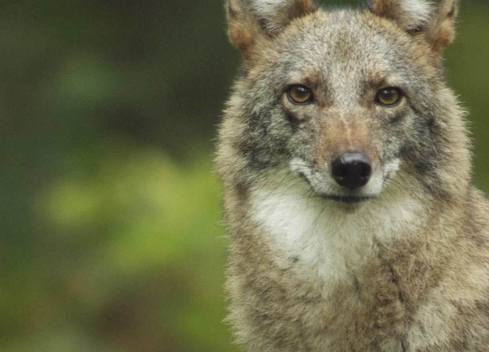 Animal Totems, Coywolves, and the New Human